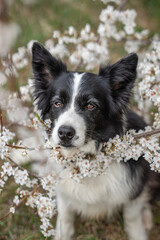 Cute Look of Border Collie in Blackthorn during Spring Season. Vertical Portrait of Black and White Furry Dog with White Flower.