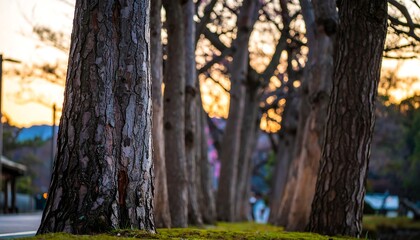 Obraz premium Tree trunks line a path at sunset, shallow depth of field