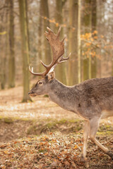 Majestic Fallow Deer with Antlers Standing in a Peaceful Forest Setting. Wildlife Portrait of a Beautiful Animal in Nature. © nicolecedik