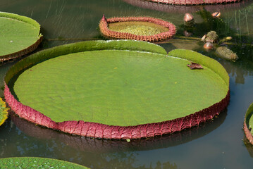 Victoria amazonica