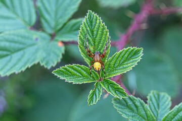 Vierfleckkreuzspinne auf einem Brommbeerblatt