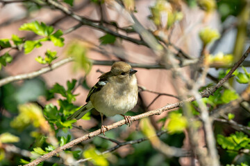 Chaffinch (Fringilla coelebs) in Phoenix Park, Dublin. Commonly found in Europe and North Africa.