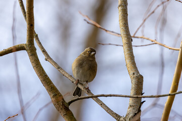 Chaffinch (Fringilla coelebs) in Phoenix Park, Dublin. Commonly found in Europe and North Africa.