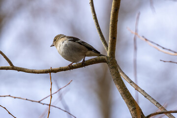 Chaffinch (Fringilla coelebs) in Phoenix Park, Dublin. Commonly found in Europe and North Africa.