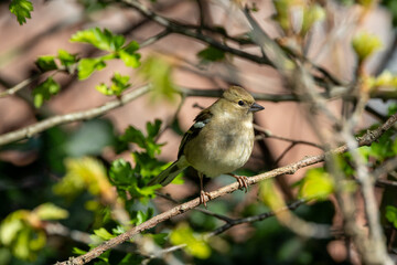 Fototapeta premium Chaffinch (Fringilla coelebs) in Phoenix Park, Dublin. Commonly found in Europe and North Africa.