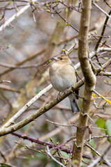 Obraz premium Chaffinch (Fringilla coelebs) in Phoenix Park, Dublin. Commonly found in Europe and North Africa.