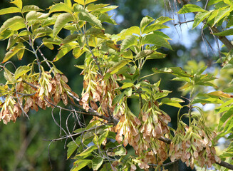 Maple (Acer negundo) branch with ripening seeds