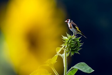 Stieglitz auf Sonnenblume