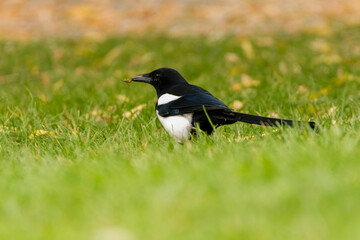 Magpie with a Bee in Its Beak on Green Background
