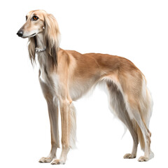 A graceful Saluki dog stands elegantly against a black background. The dog has a slender build, long legs, and silky, tan fur.