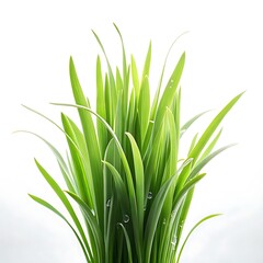 Vibrant green grass clump studio close-up with dew drops