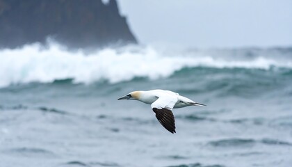 Wild gannet seabird gliding above a turbulent sea near a coastal cliff.