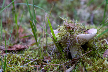 mushroom in the forest