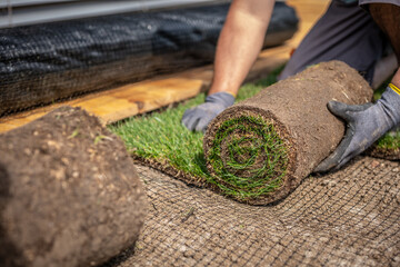 Gardening - Gardener laying sod for the new lawn. 	
Making a lawn from a roll. Man laying grass...