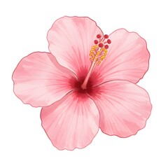 Beautiful isolated pink hibiscus flower. Tropical and exotic summer floral element. Detailed watercolor illustration for spa branding, textiles, and decorative design.