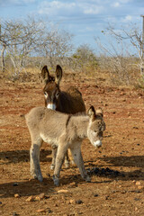 Mother and Baby Donkey in Cabaceiras, Paraiba, Brazil