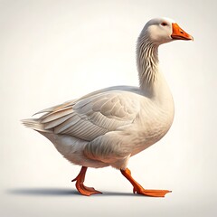 Obraz premium Photorealistic full body portrait of a domestic goose walking outdoors