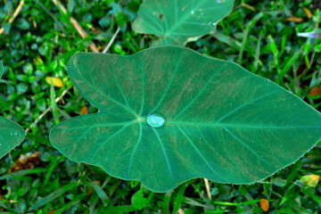 Water Droplet on a Textured Taro Leaf (Colocasia esculenta) with a Blurred Green Grass Background.