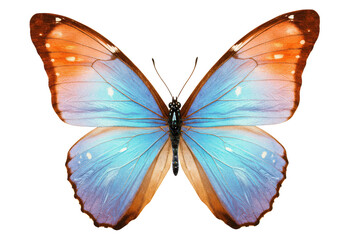 Obraz premium Isolated butterfly with blue and orange wings symmetrically displayed on a plain background on transparent background
