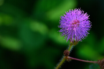 Vibrant Mimosa pudica flower, also known as the sensitive plant, in full bloom.