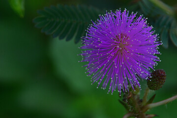 Vibrant Mimosa pudica flower, also known as the sensitive plant, in full bloom.