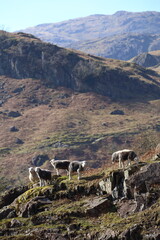 Herdwick Sheep on High Alert. A group of sheep seemingly on watch high on rocks in a hilly area of the English Lake District National Park.
