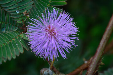 Vibrant Mimosa pudica flower, also known as the sensitive plant, in full bloom.