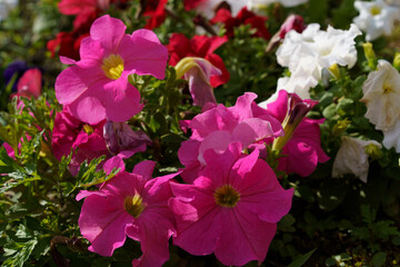 Vibrant pink and white flowers blooming in a garden during sunny spring afternoon