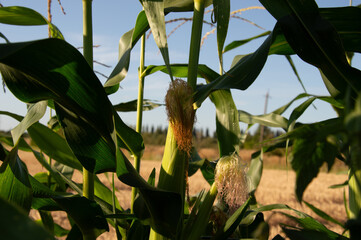 Corn fields showcase lush green plants under a clear blue sky in the late afternoon, highlighting...