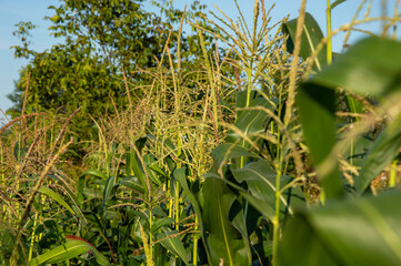 Tall corn plants sway lightly in the summer breeze, displaying vibrant green leaves and developing ears under clear blue sky