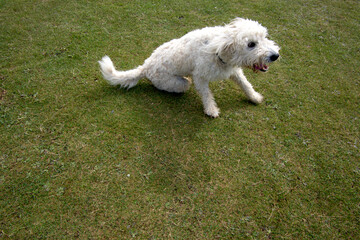 Goldendoodle cross breed golden retriever and poodle