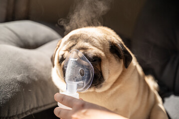 A sick pug dog receives respiratory therapy at home. A person holds an aerosol mask over its snout...