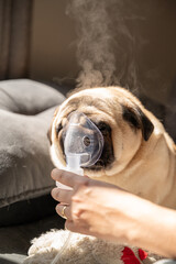 A sick pug dog receives respiratory therapy at home. A person holds an aerosol mask over its snout...