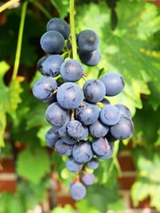 Bunch of ripe purple grapes hanging from vine in vineyard