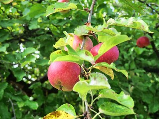 Red apples growing on branch surrounded by green leaves