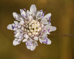 A beautiful White Flower with Perfect Design and Symmetry on a Brown Background in Late Summer