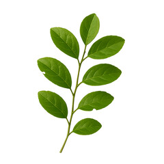 Fototapeta premium Bright Green Leaves Growing on a Stem with a Dark Background