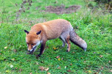 Una volpe nel bosco in autunno