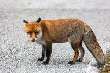 Una volpe nel bosco in autunno
