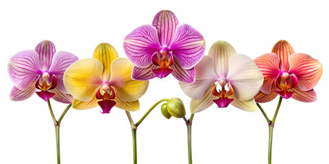 Group of colorful phalaenopsis orchids isolated on transparent background © Munna