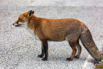Una volpe nel bosco in autunno