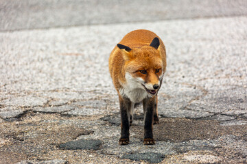 Una volpe nel bosco in autunno