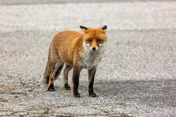 Una volpe nel bosco in autunno