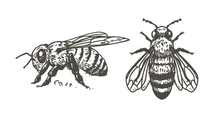 Bee sketch, hand drawn vector illustration, monochrome