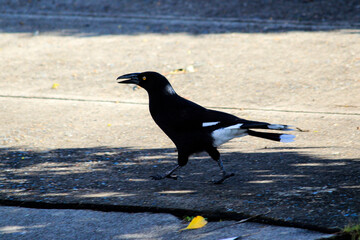 Australian Pied Currawong (Strepera graculina)