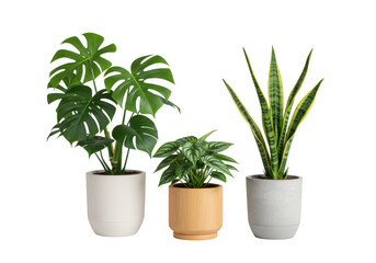 Obraz premium Vibrant Monstera, variegated Peperomia, and striped Sansevieria plants in clean-lined ceramic, wood, and concrete pots on a seamless transparent studio background with soft high-key light. Concept of