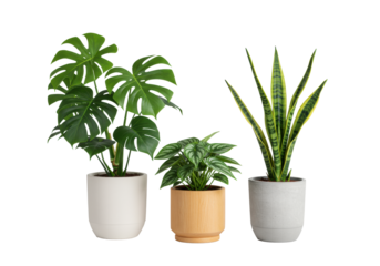 Vibrant Monstera, variegated Peperomia, and striped Sansevieria plants in clean-lined ceramic, wood, and concrete pots on a seamless transparent studio background with soft high-key light. Concept of