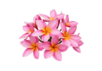 Pink plumeria flowers with yellow centers, soft petals, elegant shape on a transparent studio background, shadowless, high-key light. Concept of tropical serenity and pristine beauty