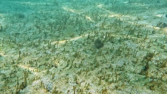 Bottom sandy landscape in the Black Sea, blue-green and green algae grow on the sand in quiet clear cold water near the shore.