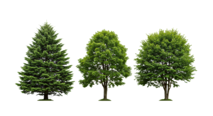 Four distinct evergreen trees (pine, spruce, holly, magnolia) in vibrant green shades, clean, isolated against a transparent studio background, symbolizing sustainable growth and environmental